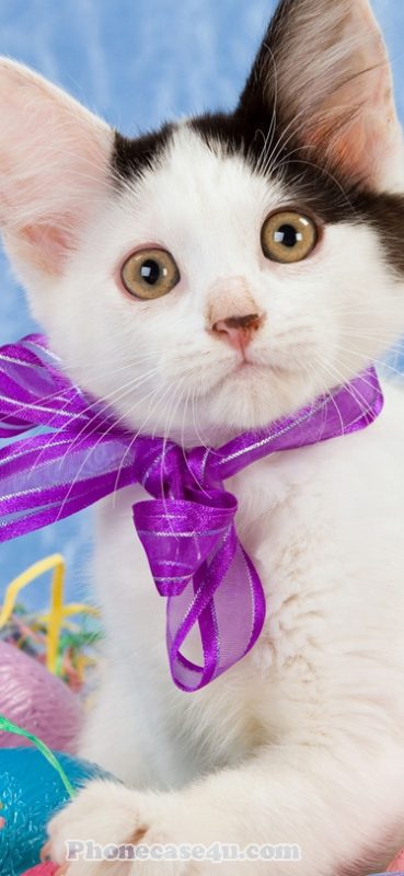 baby cute cat wallpaper for iPhone X