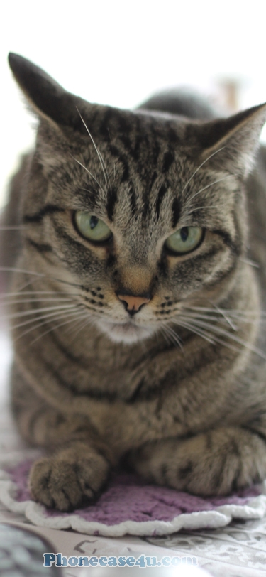 tabby cat eyes wallpaper for iPhone X