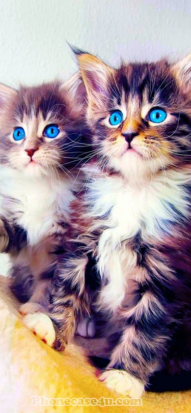 Twins lovely cats